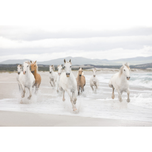 Фотошпалери паперові Komar White Horses (Білі коні) 368х254 см (8-986) рейтинг