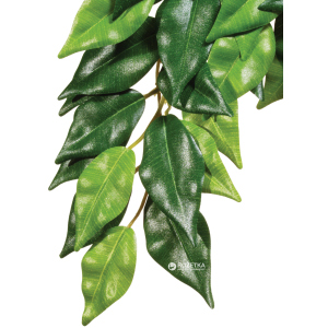 Рослина Hagen Ficus Medium (015561230407) ТОП в Луцьку