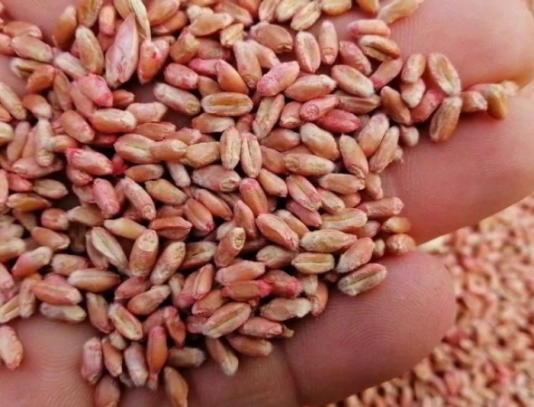 Переваги покупки насіння і ЗЗР в інтернет-магазині